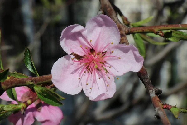 Vita Och Rosa Körsbär Persika Aprikos Plommon Äpple Päronblomma Blommor — Stockfoto