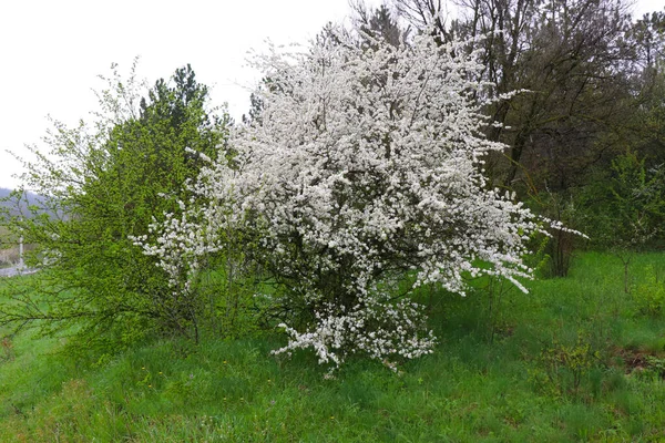 一片草地 绿草鲜亮 白树繁茂 野生樱花在森林里开花 春季森林 — 图库照片