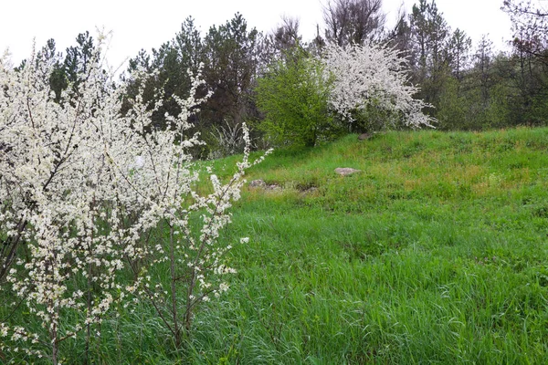 Prato Con Erba Verde Brillante Alberi Bianchi Fiore Fiori Ciliegio — Foto Stock