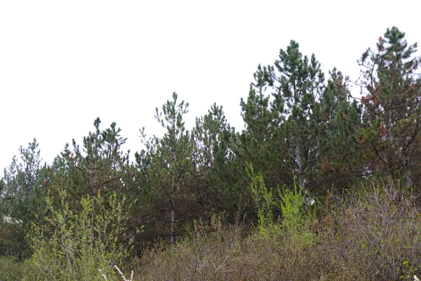 Uzun Çam Köyün Yakınındaki Kozalaklı Orman Bahar Geldi Güneşli Bir — Stok fotoğraf