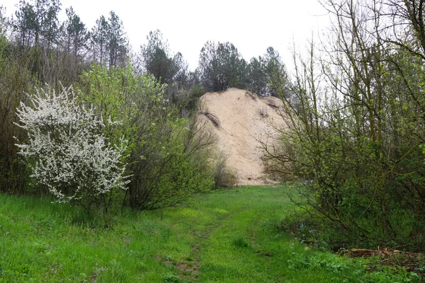 A forest clearing with lush green grass in spring. The clearing is surrounded by pine trees, white flowering trees and young green shrubs.