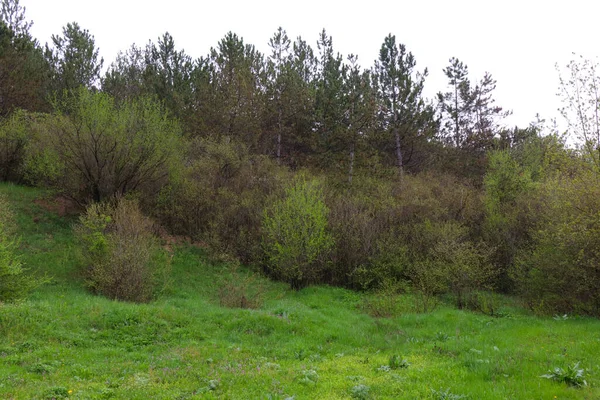 Nejvyšší Borovice Jehličnatý Les Poblíž Vesnice Jaro Slunečný Den — Stock fotografie