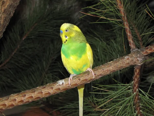 Budgerigar Jest Żółty Zielony Kolorze Mały Piękny Jasny Ptak Mądra — Zdjęcie stockowe