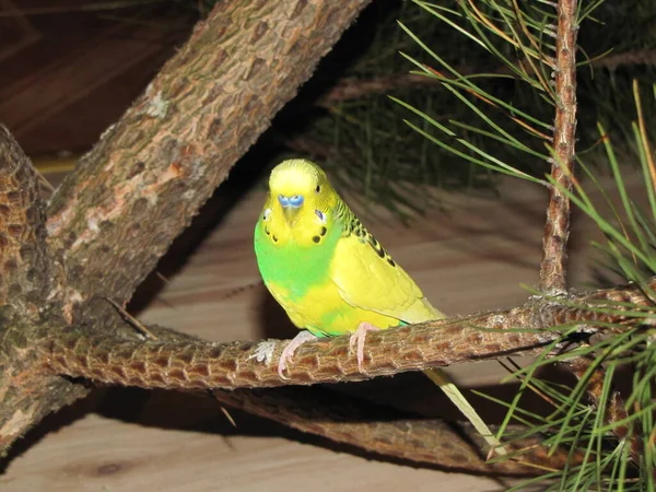 Budgerigar Sárga Zöld Színű Egy Kicsi Gyönyörű Ragyogó Madár Okos — Stock Fotó