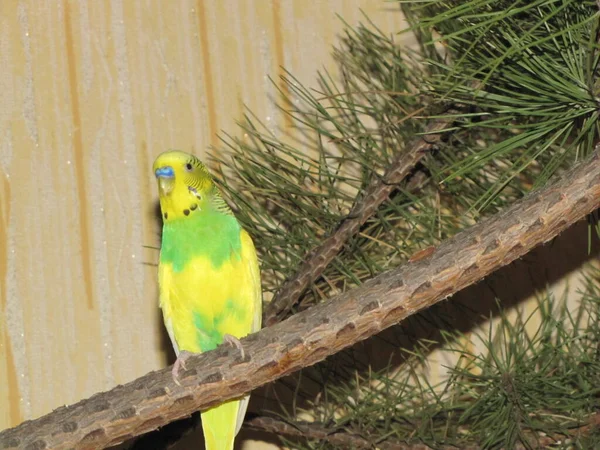 花蕾的颜色是黄色和绿色的 一只又小又漂亮又聪明的小鸟 聪明的鹦鹉 — 图库照片