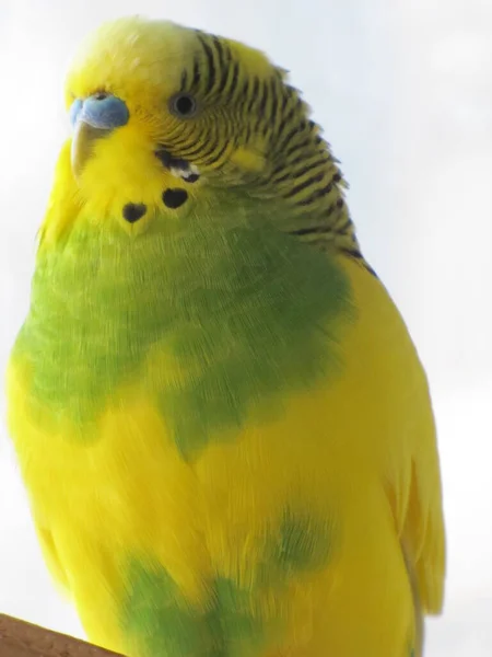 Budgerigar Žlutou Zelenou Barvu Malý Krásný Jasný Ptáček Inteligentní Papoušek — Stock fotografie