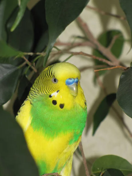 Budgerigar Cor Amarela Verde Pássaro Pequeno Bonito Brilhante Papagaio Inteligente — Fotografia de Stock