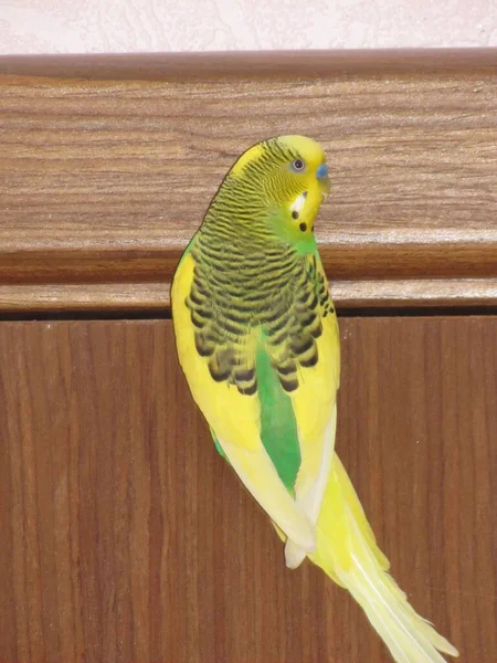 Budgerigar Είναι Κίτρινο Και Πράσινο Χρώμα Ένα Μικρό Όμορφο Και — Φωτογραφία Αρχείου