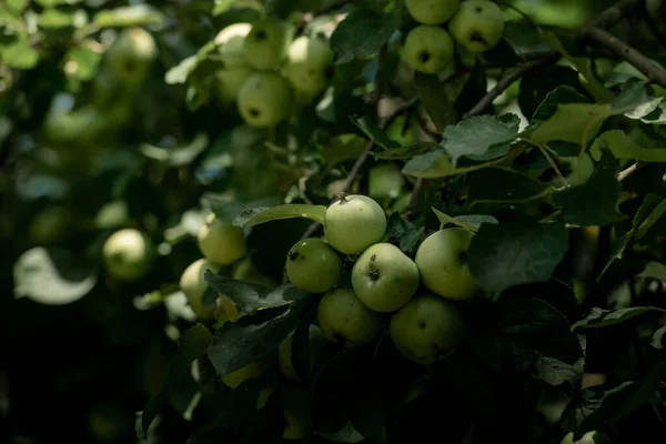 Maçã Verde Orchard Dia Outono Tempo Ensolarado — Fotografia de Stock