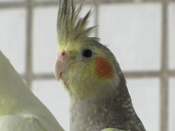 Corella the parrot. A bright bird with a forelock. Feathered friend