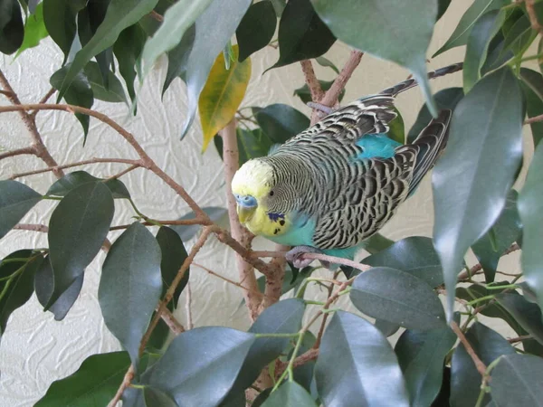 Muhabbet Kuşu Sarı Yeşildir Küçük Güzel Parlak Bir Kuş Akıllı — Stok fotoğraf