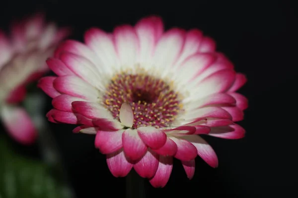 白とピンクの花弁を持つガーベラ 屋内開花植物 勾配のある花弁 — ストック写真