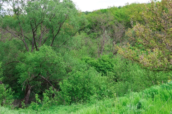 Skogsglänta Med Grönskande Gräs Våren Gläntan Omgiven Tallar Vita Blommande — Stockfoto