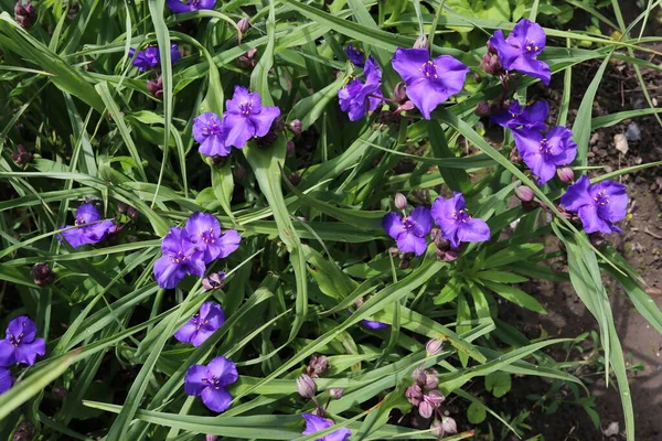 Roze Bloemen Groen Gras Lente Tijd Viooltjes Het Bloembed Zonnige — Stockfoto