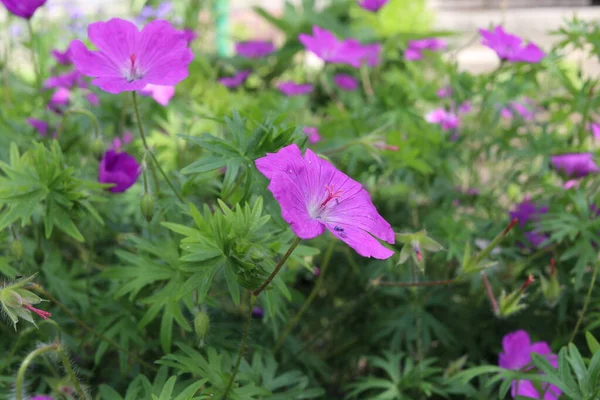 Flores Cor Rosa Grama Verde Primavera Time Violets Canteiro Flores — Fotografia de Stock