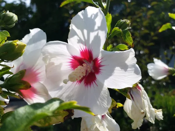 Biały Hibiskus Tle Zielonych Liści Drobny Kwiatostan Piękny Kwiat — Zdjęcie stockowe