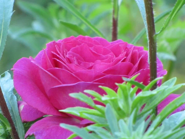 Fényes Szaftos Rózsák Sárga Vörös Rózsaszín Szirmok Virágok Reggel Harmat — Stock Fotó
