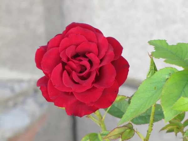 Rose Luminose Succose Petali Gialli Rossi Rosa Fiori Nella Rugiada — Foto Stock