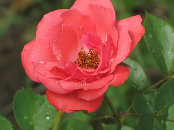 Яскраві Соковиті Троянди Жовті Червоні Рожеві Пелюстки Квіти Вранці Роси — стокове фото