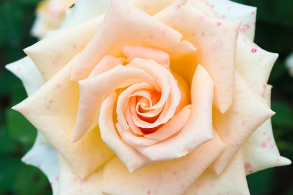 Leuchtende Und Saftige Rosen Gelbe Rote Rosa Blütenblätter Blumen Morgentau — Stockfoto