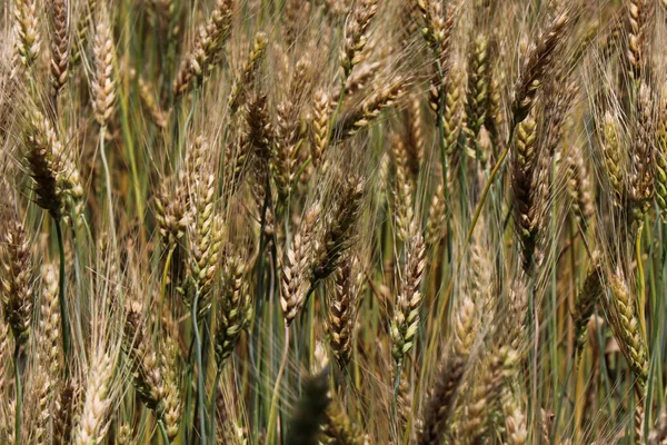 Pole Pšenice Otevřené Prostory Zlatýma Ušima Žita Rostlina Která Stane — Stock fotografie