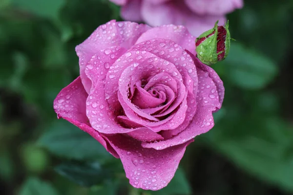 Rosas Brilhantes Suculentas Pétalas Amarelas Vermelhas Rosa Flores Orvalho Manhã — Fotografia de Stock