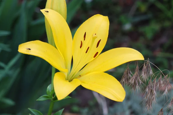 鮮やかなジューシーなユリ ピンク オレンジの花 緑色の背景に大きな花弁を持つ花序 — ストック写真