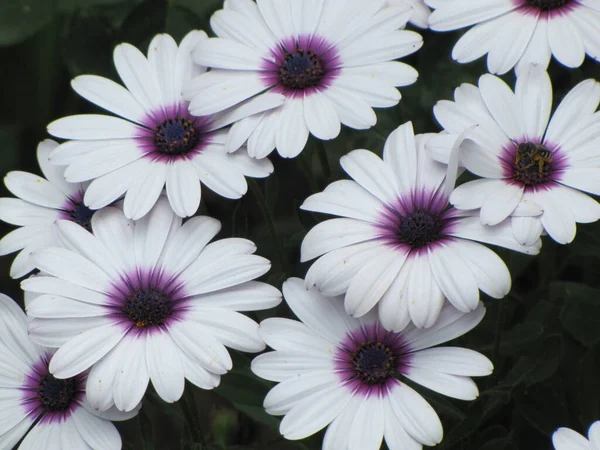 Uzun yeşil çimlerde küçük beyaz papatyalar.