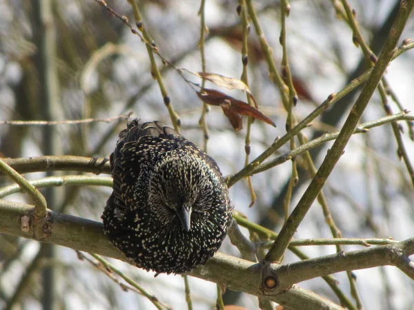 Starlings Small Black Brown Birds Migratory Birds Early Spring Branches — Stock Photo, Image