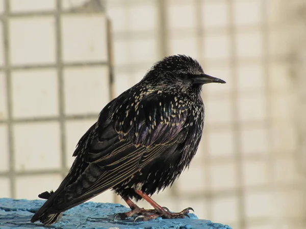 Starlings Small Black Brown Birds Migratory Birds Early Spring Branches — Stock Photo, Image