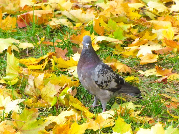 Stadsduiven Het Herfstgele Gebladerte Grijze Vogeltjes — Stockfoto