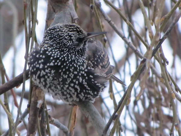 Estorninhos Pequenos Pássaros Pretos Castanhos Aves Migratórias Início Primavera Nos Imagens Royalty-Free