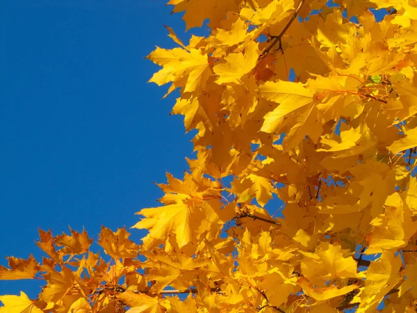 Feuilles Jaunes Dans Parc Automne Feuilles Multicolores Tombées — Photo