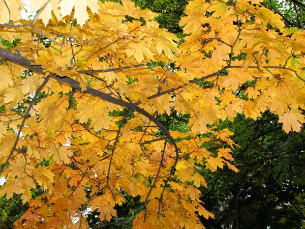 Gelbe Blätter Herbstpark Umgefallene Bunte Blätter — Stockfoto