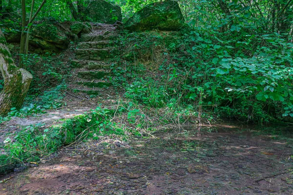 Old Staircase Overgrown Greenery Forest Small Crystal Clear Lake — Stock Photo, Image