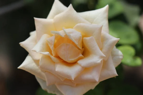 Rose Luminose Succose Petali Gialli Rossi Rosa Fiori Nella Rugiada — Foto Stock