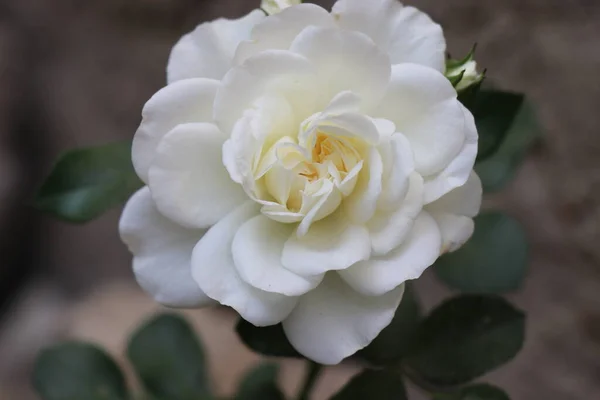 Leuchtende Und Saftige Rosen Gelbe Rote Rosa Blütenblätter Blumen Morgentau — Stockfoto