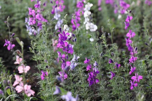 Flores Cor Rosa Grama Verde Primavera Time Violets Canteiro Flores — Fotografia de Stock