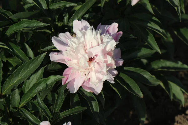 Rosa Trädpion Med Regndroppar Kronbladen Ljusa Saftiga Blommor Busken — Stockfoto