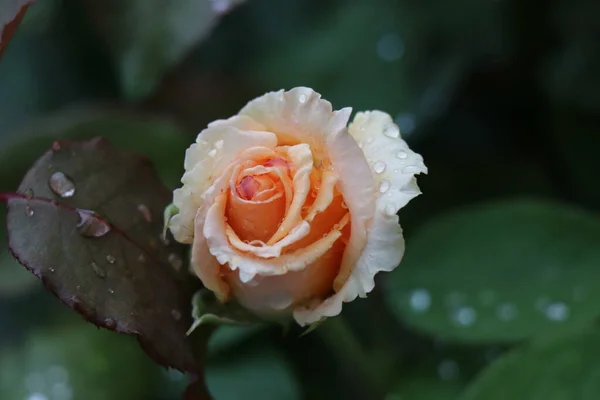 Rosas Brillantes Jugosas Pétalos Amarillos Rojos Rosados Flores Rocío Mañana — Foto de Stock