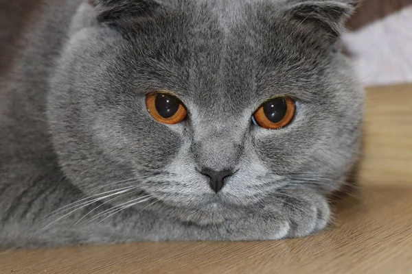 British Shorthair Cat Lying Close Pet Big Eyes Scottish Fold — Stock Photo, Image