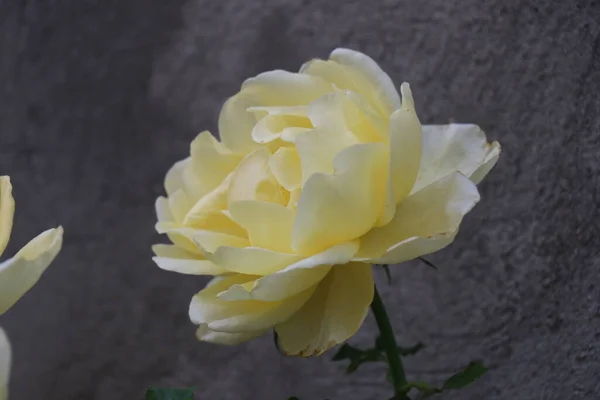 Leuchtende Und Saftige Rosen Gelbe Rote Rosa Blütenblätter Blumen Morgentau — Stockfoto