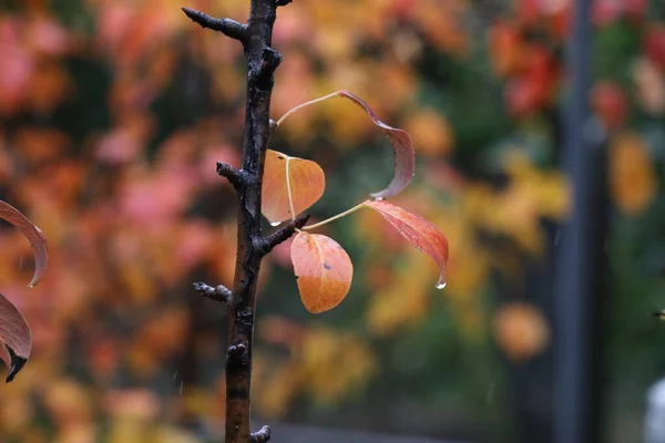 Red Leaves Autumn Park Fallen Multicolored Leaves — Stock Photo, Image