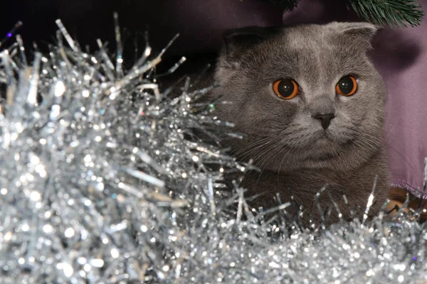 Britische Kurzhaarkatze Großaufnahme Liegend Ein Haustier Große Augen Schottische Falten — Stockfoto