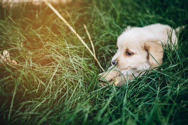 A small puppy lies in the grass. World, exploring.