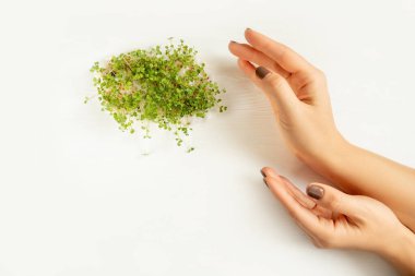 Çiğ lahanalar, mikro yeşiller. Mikroyeşil ve kadın elleri beyaz arka planda.