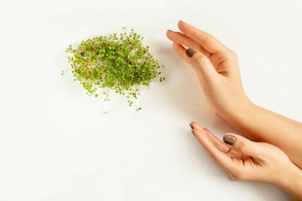 Semburan Mentah Microgreens Microgreen Female Hands White Background — Stok Foto