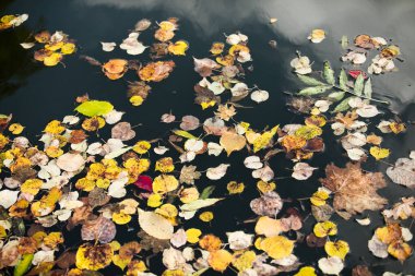 Gölette düşen sarı yapraklar.