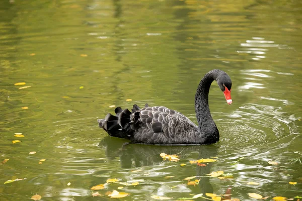 Cisne Negro Nada Lagoa Outono Procura Comida Debaixo Água Conceito — Fotografia de Stock