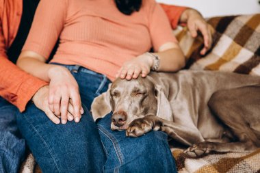 Güzel kızıl saçlı bir köpek sahiplerinin ayaklarının üzerinde yatar. Bir kadın köpeklerin kafasını okşar. Yaşam tarzı kavramı